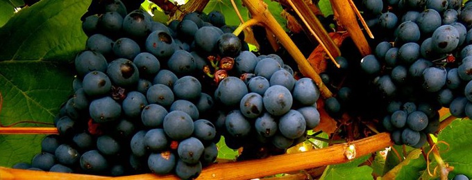 Ribeiro Tinto Alter varieties